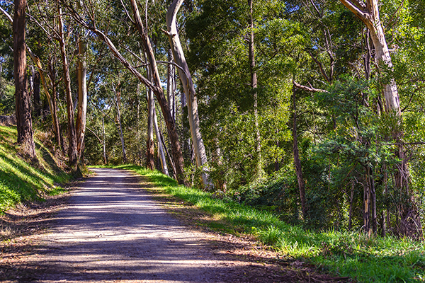 Selling The Rail Trail Concept – Bicycle NSW