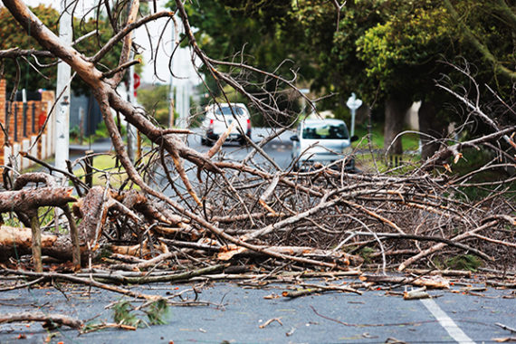 Fallen branches obstructing road
