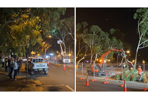 North Sydney residents gather in anger and disbelief as more habitat trees are destroyed by the Warringah Freeway Upgrade project. (Photos courtesy of Save Cammeray Park).