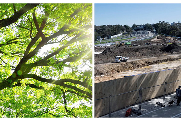 Leafy goodness from the North Sydney Tree Replacement Strategy; The reality at SMH photo Cammeray Golf Course.